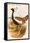 West Indian Bustard-John Gould-Framed Stretched Canvas