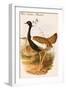 West Indian Bustard-John Gould-Framed Art Print