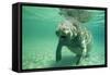 West Indian, Florida Manatee Underwater-null-Framed Stretched Canvas