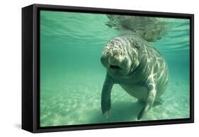 West Indian, Florida Manatee Underwater-null-Framed Stretched Canvas