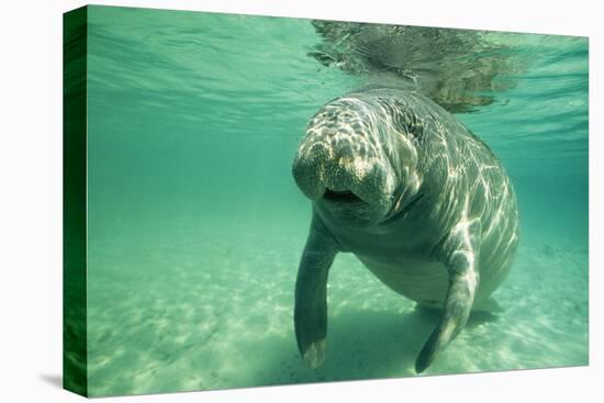 West Indian, Florida Manatee Underwater-null-Stretched Canvas