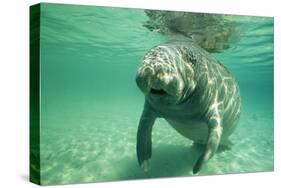 West Indian, Florida Manatee Underwater-null-Stretched Canvas