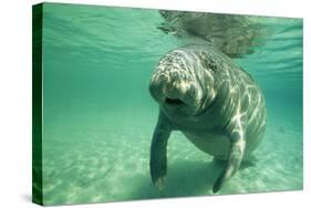 West Indian, Florida Manatee Underwater-null-Stretched Canvas