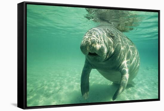 West Indian, Florida Manatee Underwater-null-Framed Stretched Canvas