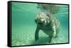 West Indian, Florida Manatee Underwater-null-Framed Stretched Canvas