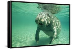 West Indian, Florida Manatee Underwater-null-Framed Stretched Canvas