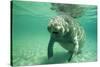 West Indian, Florida Manatee Underwater-null-Stretched Canvas
