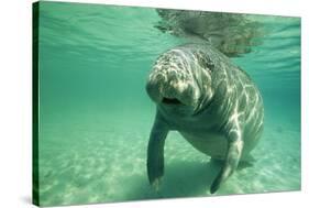 West Indian, Florida Manatee Underwater-null-Stretched Canvas