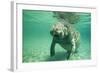 West Indian, Florida Manatee Underwater-null-Framed Photographic Print