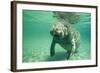 West Indian, Florida Manatee Underwater-null-Framed Photographic Print