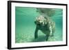 West Indian, Florida Manatee Underwater-null-Framed Photographic Print