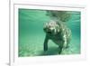 West Indian, Florida Manatee Underwater-null-Framed Photographic Print