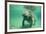 West Indian, Florida Manatee Underwater-null-Framed Photographic Print