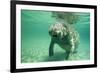 West Indian, Florida Manatee Underwater-null-Framed Photographic Print