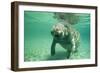 West Indian, Florida Manatee Underwater-null-Framed Photographic Print