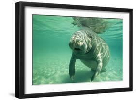 West Indian, Florida Manatee Underwater-null-Framed Photographic Print