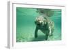 West Indian, Florida Manatee Underwater-null-Framed Photographic Print