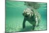 West Indian, Florida Manatee Underwater-null-Mounted Photographic Print