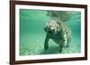 West Indian, Florida Manatee Underwater-null-Framed Photographic Print