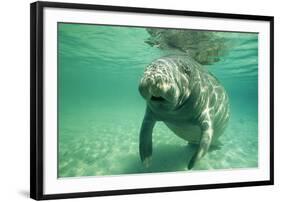 West Indian, Florida Manatee Underwater-null-Framed Photographic Print