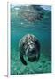 West Indian Manatee, Calf, Trichechus Manatus Latirostris, Usa, Florida, Fl, Crystal River-Reinhard Dirscherl-Framed Photographic Print