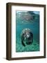 West Indian Manatee, Calf, Trichechus Manatus Latirostris, Usa, Florida, Fl, Crystal River-Reinhard Dirscherl-Framed Photographic Print