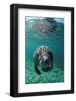 West Indian Manatee, Calf, Trichechus Manatus Latirostris, Usa, Florida, Fl, Crystal River-Reinhard Dirscherl-Framed Photographic Print