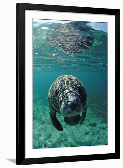 West Indian Manatee, Calf, Trichechus Manatus Latirostris, Usa, Florida, Fl, Crystal River-Reinhard Dirscherl-Framed Photographic Print