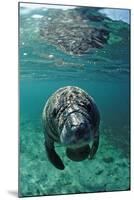 West Indian Manatee, Calf, Trichechus Manatus Latirostris, Usa, Florida, Fl, Crystal River-Reinhard Dirscherl-Mounted Photographic Print