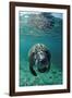 West Indian Manatee, Calf, Trichechus Manatus Latirostris, Usa, Florida, Fl, Crystal River-Reinhard Dirscherl-Framed Photographic Print