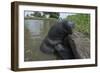 West Indian Manatee, Georgetown, Guyana-Pete Oxford-Framed Photographic Print