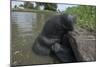 West Indian Manatee, Georgetown, Guyana-Pete Oxford-Mounted Photographic Print