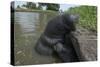 West Indian Manatee, Georgetown, Guyana-Pete Oxford-Stretched Canvas