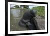 West Indian Manatee, Georgetown, Guyana-Pete Oxford-Framed Photographic Print