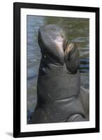 West Indian Manatee, Georgetown, Guyana-Pete Oxford-Framed Photographic Print