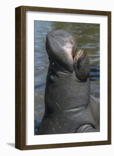 West Indian Manatee, Georgetown, Guyana-Pete Oxford-Framed Photographic Print