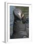 West Indian Manatee, Georgetown, Guyana-Pete Oxford-Framed Photographic Print