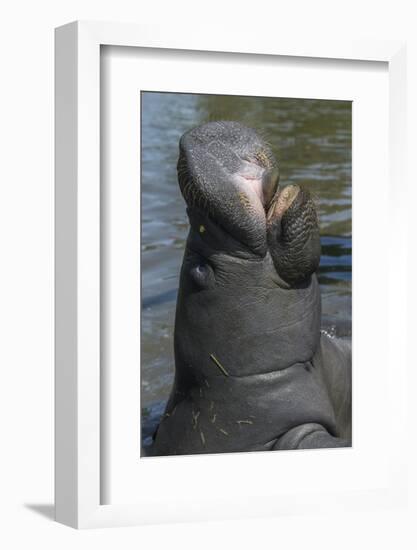 West Indian Manatee, Georgetown, Guyana-Pete Oxford-Framed Photographic Print