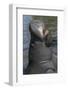 West Indian Manatee, Georgetown, Guyana-Pete Oxford-Framed Photographic Print