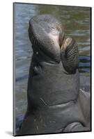 West Indian Manatee, Georgetown, Guyana-Pete Oxford-Mounted Photographic Print