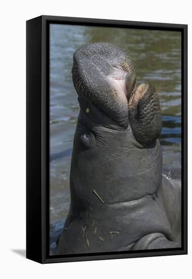 West Indian Manatee, Georgetown, Guyana-Pete Oxford-Framed Stretched Canvas