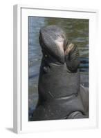 West Indian Manatee, Georgetown, Guyana-Pete Oxford-Framed Photographic Print