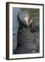 West Indian Manatee, Georgetown, Guyana-Pete Oxford-Framed Photographic Print