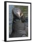 West Indian Manatee, Georgetown, Guyana-Pete Oxford-Framed Photographic Print