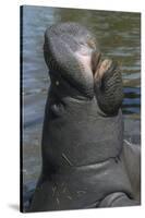 West Indian Manatee, Georgetown, Guyana-Pete Oxford-Stretched Canvas