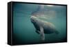 West Indian Manatee Toe Nails Visible-null-Framed Stretched Canvas