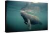 West Indian Manatee Toe Nails Visible-null-Stretched Canvas