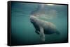 West Indian Manatee Toe Nails Visible-null-Framed Stretched Canvas