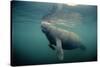 West Indian Manatee Toe Nails Visible-null-Stretched Canvas