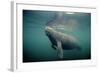 West Indian Manatee Toe Nails Visible-null-Framed Photographic Print